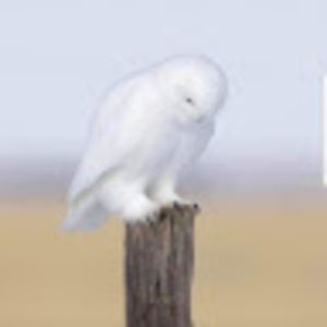 Meet your Posher, Kylee